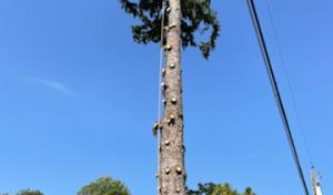 Trejo Tree Trimming & Removal