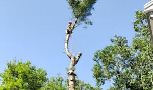Lamontagne Landscaping & Tree Services