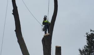 Backwoods Tree Service