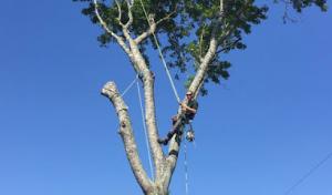 Jt's Tree Service