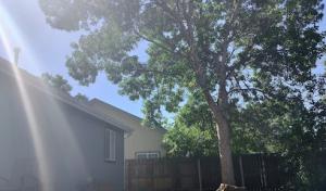 Economy Tree Service