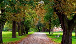 Low Over Head Tree Service