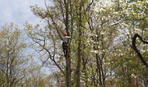 Treetopia Tree Services
