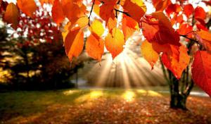 Shenandoah Tree Service