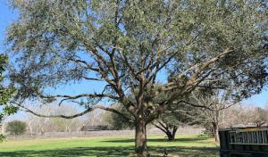 Rosenberg Tree Service