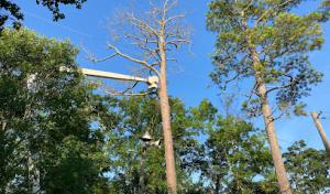 Mountaineer Tree Service