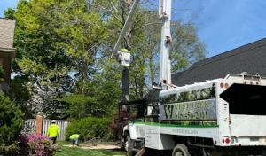 West Tree Service