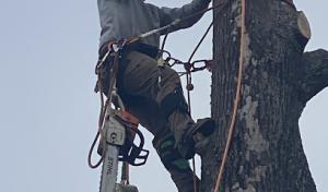 Mid-TN Tree Service