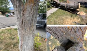 High Country Tree Service