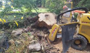 Clark's Tree Services