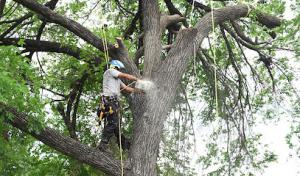 Mother Nature Tree Care