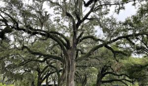 Lakeview Lumberjacks Tree Service