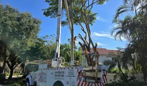 Big Dawgs Tree Service & Stumpgrinding