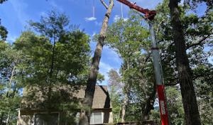 Ward’s Tree Service