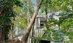 Nick Greene's Tree Services