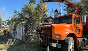 Outdoor Image Tree Care