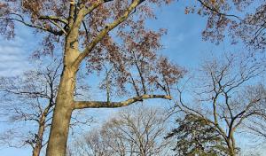 Victor Tosin Tree Service