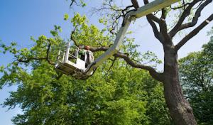 J.C.R. Tree Service