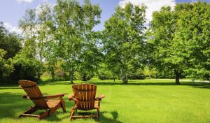 Absolute Lawn & Tree