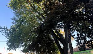 It's Gotta Go Tree Service