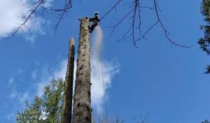 JMV Professional Tree Service