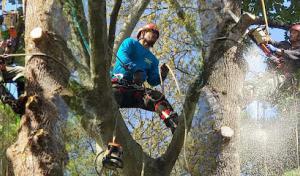 Hector Tree Service