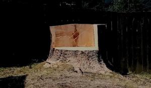 Buchanan tree service & snow plowing