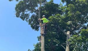 Wilson Tree & Property Services