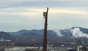 Columbia Tree Professionals