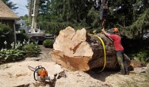 Tri-Cities Tree Service - Cabin Fever