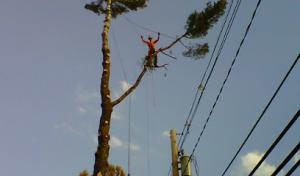 Limber Tree Services