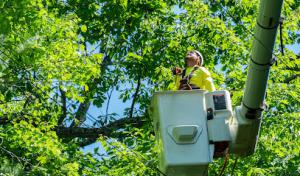 Utility Arborist of Tennessee