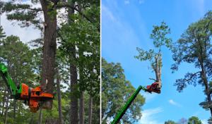 CHT Chino Hills Tree Services