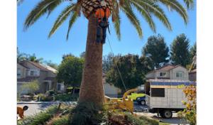 Gonzalez Brothers Tree Service