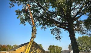 TC Tree Services