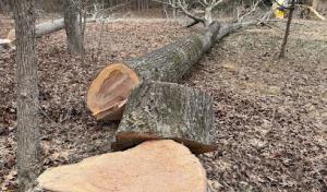 Pro Beaver Tree Service