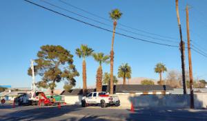 Beaver Brothers Tree Service