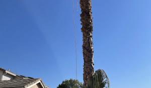 Legacy Tree Services