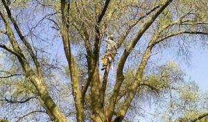 Lawrence Tree Service