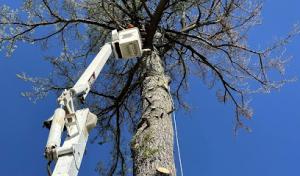 Grace Tree Service Mason