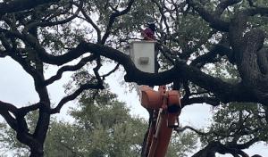 Texas Rainbow Tree Service