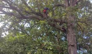 Jesse Crowe Arborist Tree Service