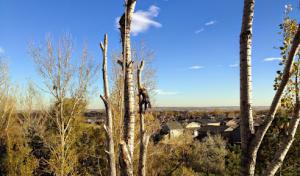 Mapleton Tree Company - Berthoud Tree Service