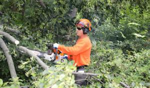 Tree Care Enterprises