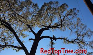 Red Top Tree