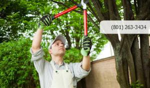 Affordable Tree Care