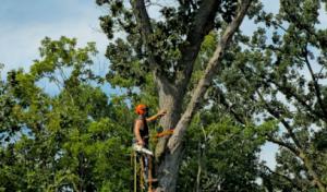 Victory Tree Service