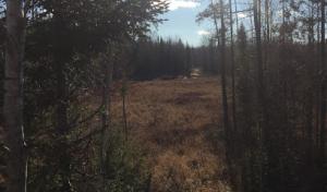 Sweet Leaf Tree Service