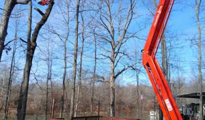Robertson Tree Service