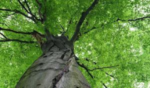 Sidonian Tree Service